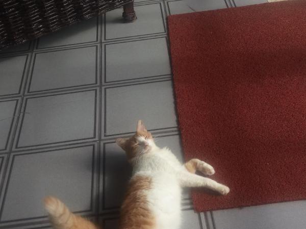 Pousada Terra de Minas : photo 6 de la chambre chambre quadruple