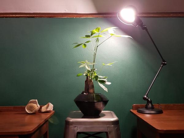 Wink at Mosque Street : photo 10 de la chambre capsule lit queen-size dans dortoir mixte