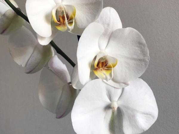 Fico : photo 4 de la chambre chambre lits jumeaux standard