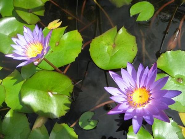 Pink Flamingo Resort : photo 5 de la chambre studio