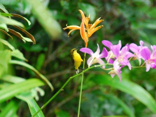 Pink Flamingo Resort : photo 4 de la chambre studio