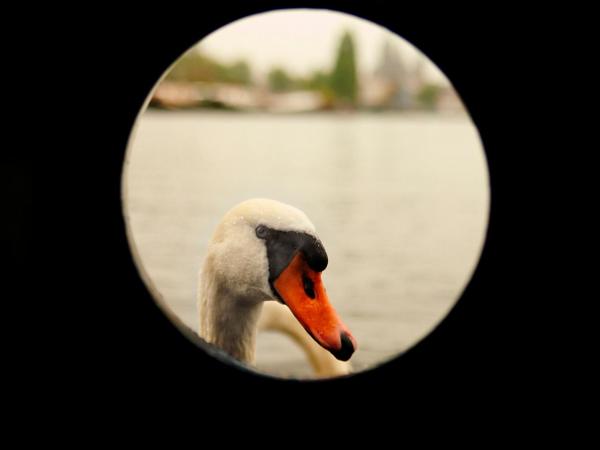 AmicitiA : photo 4 de la chambre cabine lits jumeaux