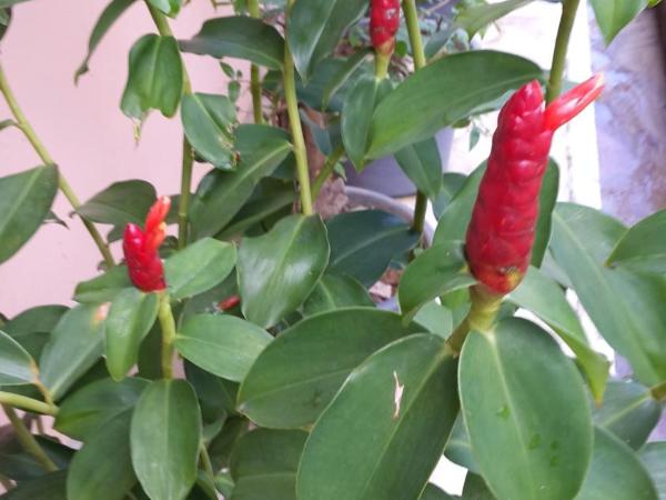 Les Fleurs House : photo 3 de la chambre bungalow