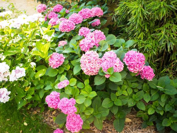 Madeleine et Cie : photo 9 de la chambre chambre quadruple avec salle de bains privative