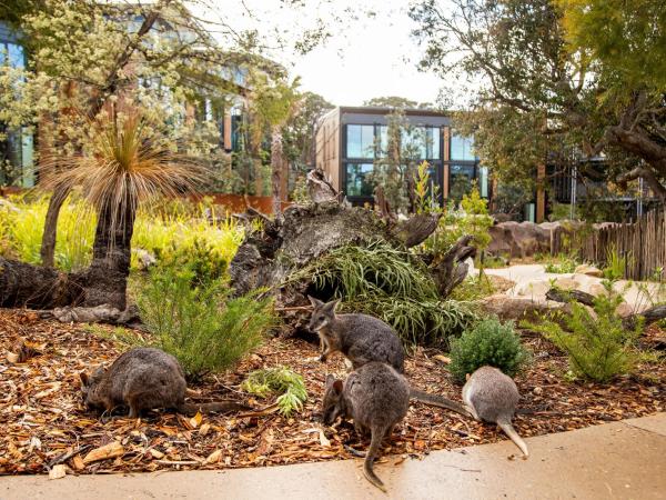 Wildlife Retreat at Taronga : photo 5 de la chambre chambre vue sur animaux - petit-déjeuner, visite et accès au zoo