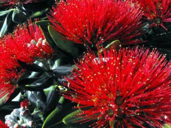 Half Moon Bay Motel : photo 3 de la chambre appartement - vue sur mer