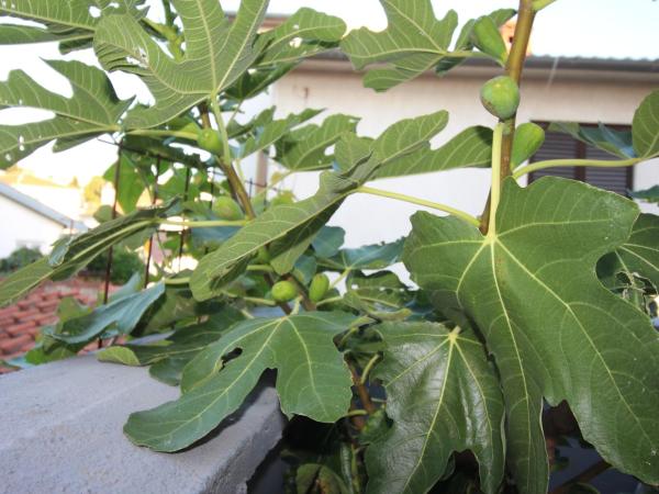 Villa Ambiente : photo 10 de la chambre studio