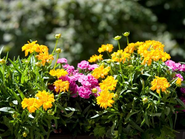 Boutique Hotel Splendid : photo 2 de la chambre chambre simple - vue sur jardin