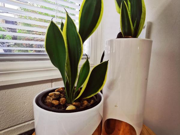 Lush & Co Auckland Bed & Breakfast : photo 6 de la chambre studio lit queen-size de luxe