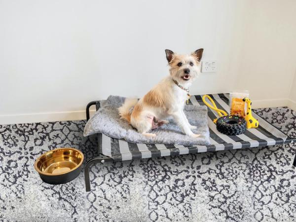 Roomie Apartment Hotel : photo 5 de la chambre studio - pet friendly