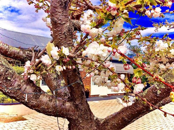 Kurrajong House : photo 9 de la chambre cottage rose - vue sur jardin