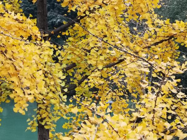 Moonlight Hotel : photo 3 de la chambre chambre supérieure lit queen-size