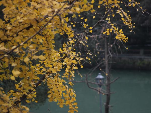 Moonlight Hotel : photo 2 de la chambre chambre lits jumeaux