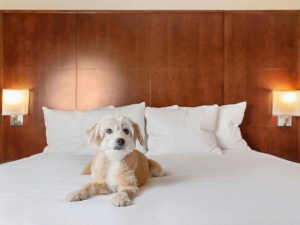 Hyatt Regency Houston Downtown : photo 7 de la chambre chambre d'angle avec 2 lits doubles 