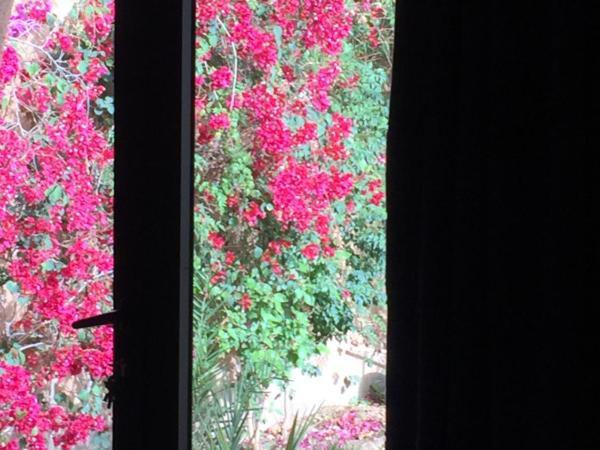 Riad Dar Bergui : photo 7 de la chambre chambre lits jumeaux - vue sur jardin