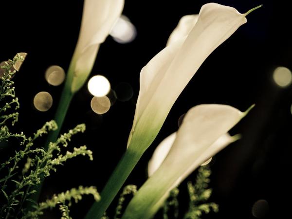 Rambler Garden Hotel : photo 1 de la chambre chambre lits jumeaux standard