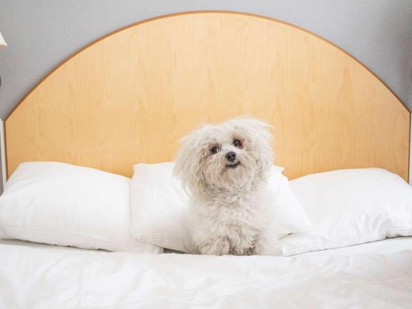 Best Western Eurostop Orebro : photo 9 de la chambre chambre quadruple standard avec lit double - animaux domestiques admis - non-fumeurs