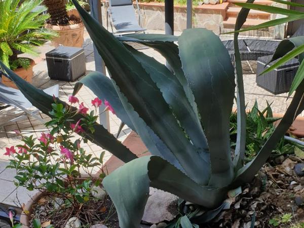 Glam Resort Villa Maria Luigia : photo 9 de la chambre chambre double