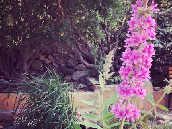 Casa di Floumy : photo 6 de la chambre studio