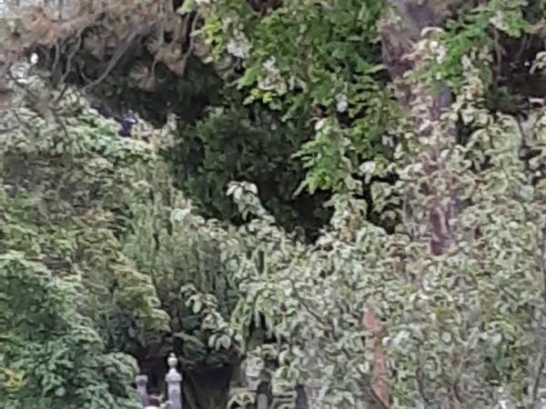 Sea Birds Cottage : photo 6 de la chambre chambre lit queen-size - vue sur jardin