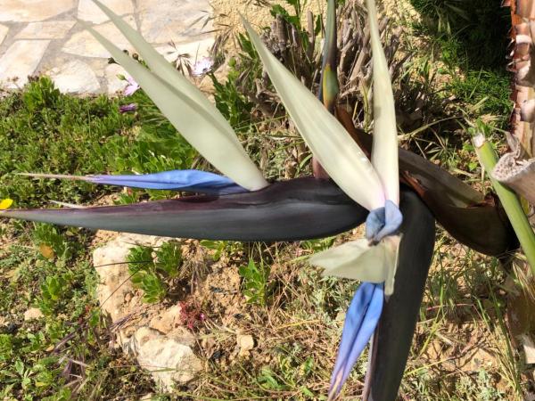 Villa C3 Arthur Rimbaub chambre d'hôte piscine proche mer plage 600m : photo 8 de la chambre chambre lit queen-size - vue sur piscine