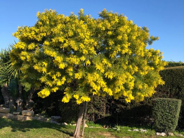 Villa C3 Arthur Rimbaub chambre d'hôte piscine proche mer plage 600m : photo 6 de la chambre chambre lit queen-size - vue sur piscine