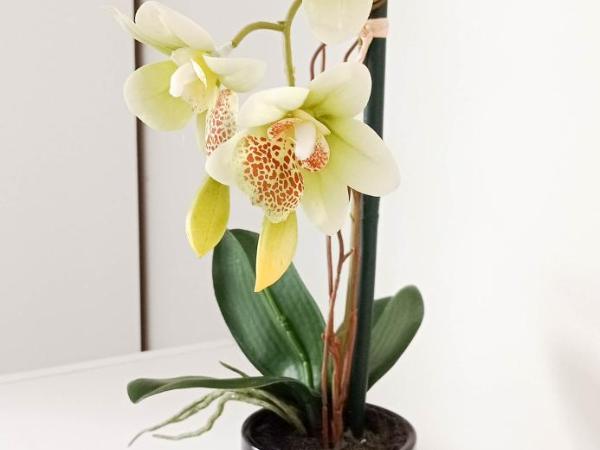 Hotel Apartamento Paraiso De Albufeira : photo 10 de la chambre bungalow - vue sur jardin