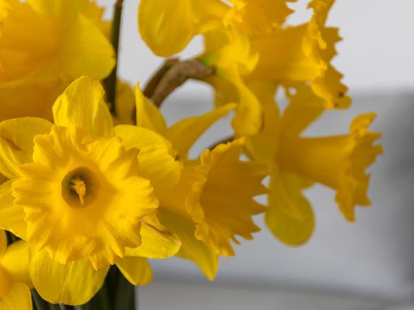 Gem bed and breakfast : photo 3 de la chambre chambre lit queen-size - vue sur jardin