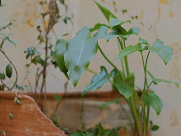 Shila Athens : photo 6 de la chambre romantic dust