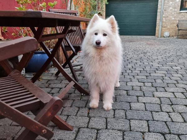 Schönste Lage am Rhein in unmittelbarer Stadtnähe, B & B : photo 8 de la chambre maison 2 chambres