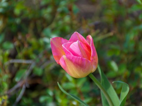 Gem bed and breakfast : photo 2 de la chambre chambre lit queen-size - vue sur jardin