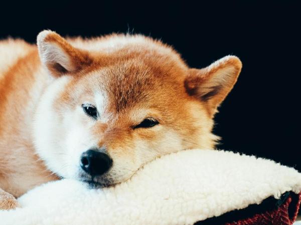 Summit Lodge Boutique Hotel by Paradox : photo 2 de la chambre studio lit king-size deluxe