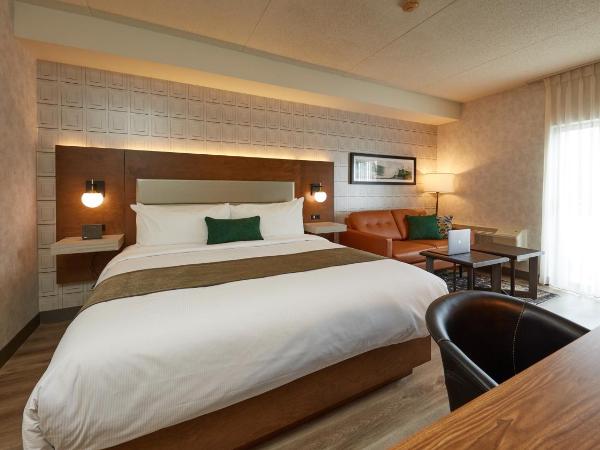 Stay Inn Hotel Toronto : photo 10 de la chambre chambre lit king-size affaires - entièrement rénovée en 2021