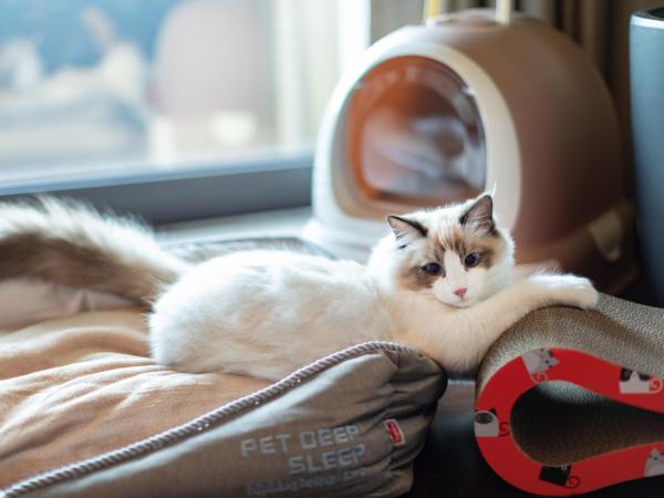 Gran Melia Chengdu : photo 10 de la chambre chambre premium avec jardin