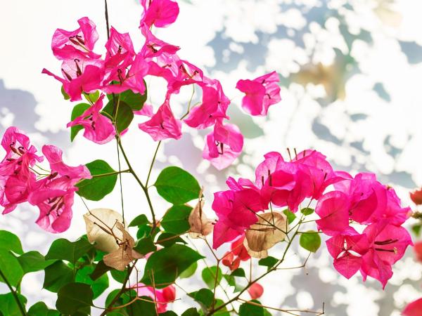 Hotel Bel-Air - Dorchester Collection : photo 5 de la chambre chambre deluxe avec terrasse