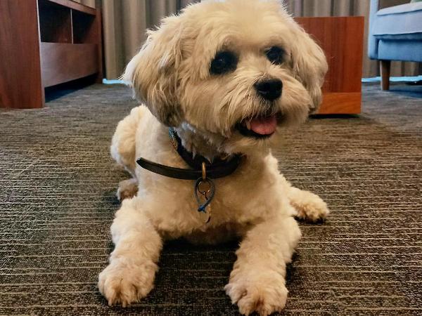 The Palms Apartments : photo 1 de la chambre one bedroom apartment - pet friendly