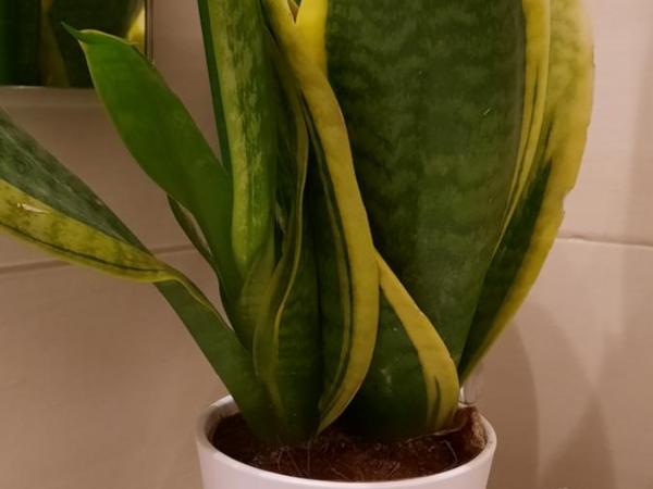 Olympic Fashion Hotels : photo 2 de la chambre chambre double ou lits jumeaux standard