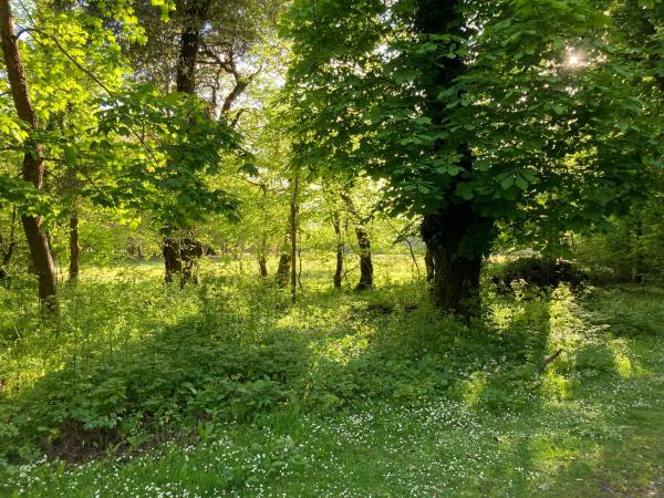 Ivy Cottage B&B : photo 7 de la chambre chambre double deluxe avec baignoire