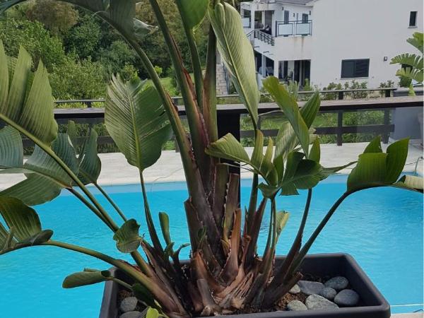 Au bien être : photo 7 de la chambre chambre double - vue sur piscine