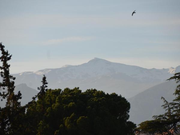 La Corrala del Realejo : photo 3 de la chambre appartement deluxe