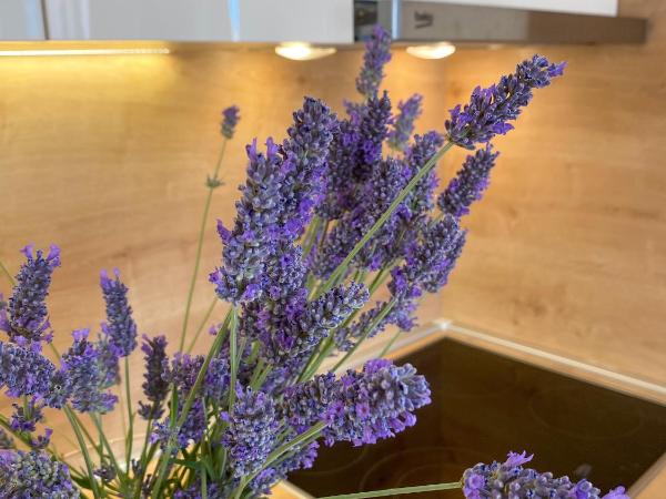 Villa Adria : photo 7 de la chambre appartement 2 chambres avec terrasse et vue sur la mer