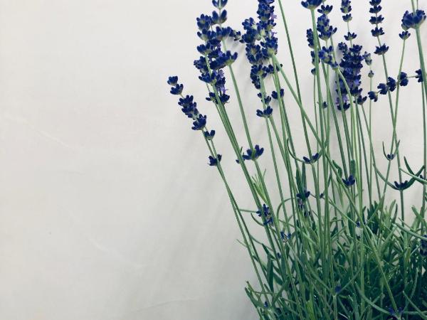 Suites Le Porte-Bonheur : photo 7 de la chambre suite - vue sur jardin