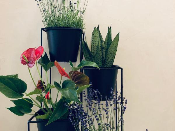 Suites Le Porte-Bonheur : photo 9 de la chambre suite - vue sur jardin