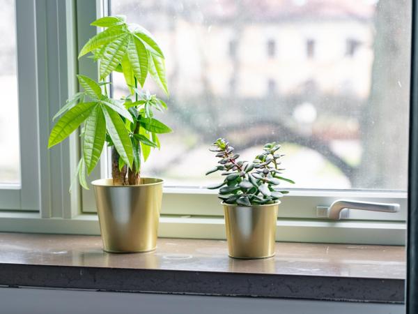 Botanika Uppsala : photo 9 de la chambre chambre lit king-size standard