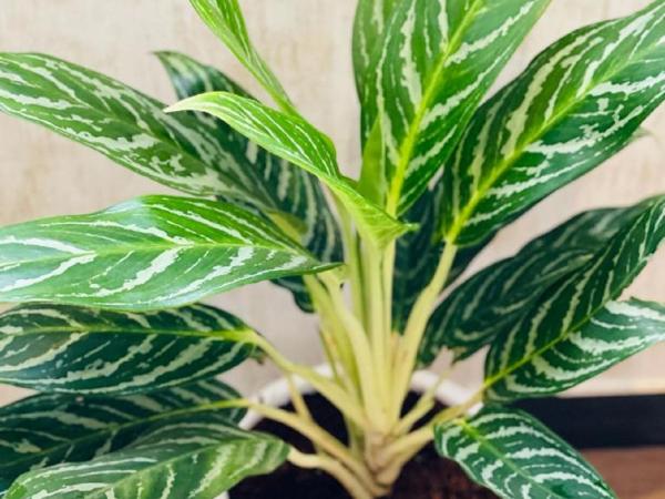 Royal Ace Boutique Hotel : photo 9 de la chambre chambre double ou lits jumeaux exécutive