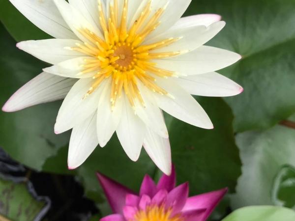 Diamond Resort : photo 4 de la chambre chambre familiale avec salle de bains privative