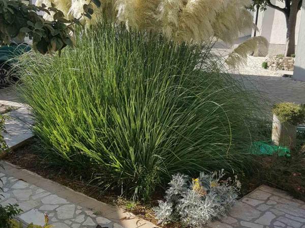 Rooms Hodanić : photo 10 de la chambre chambre double - vue sur jardin