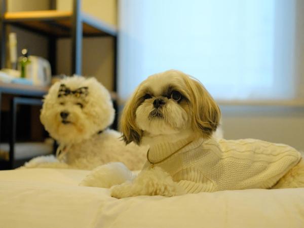 ICI HOTEL Asakusabashi : photo 8 de la chambre chambre double - non-fumeurs - 2 chiens admis