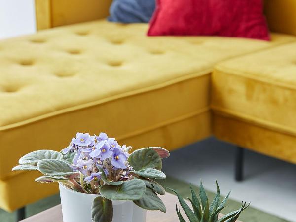 Satori Suites : photo 10 de la chambre chambre deluxe