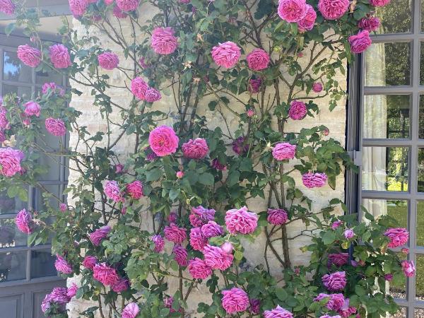 La Maison d'Aline - Honfleur - Maison d'Hôte De Charme A La Normande : photo 6 de la chambre petite chambre double